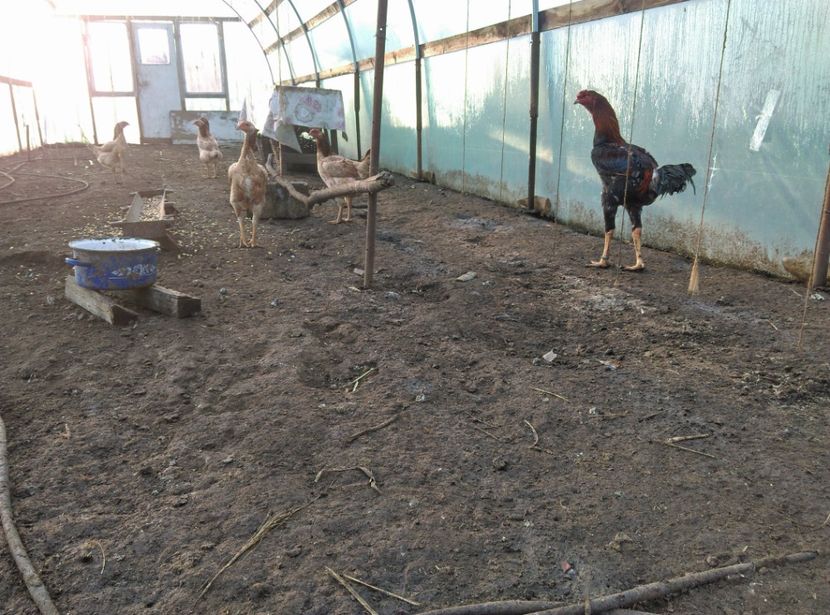  - Combatant malaez 2018-2019