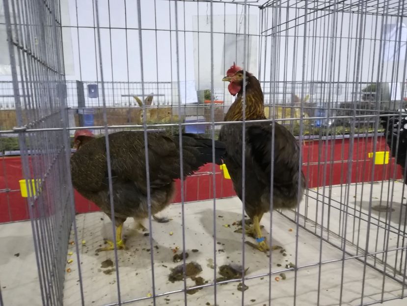  - Expozitie 2019 - 09 Februarie- Medias -Asociatia columbofila Tarnava-Mare