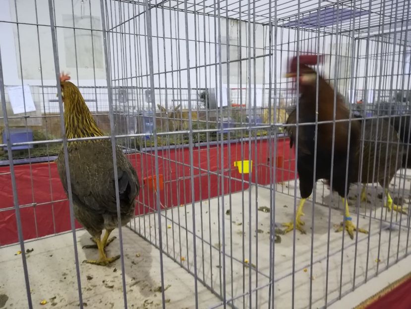  - Expozitie 2019 - 09 Februarie- Medias -Asociatia columbofila Tarnava-Mare