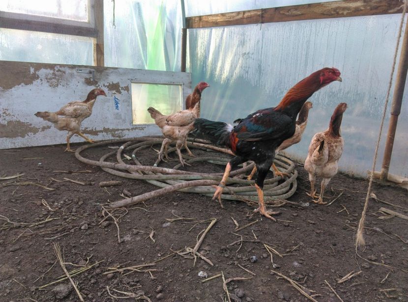  - Combatant malaez 2018-2019