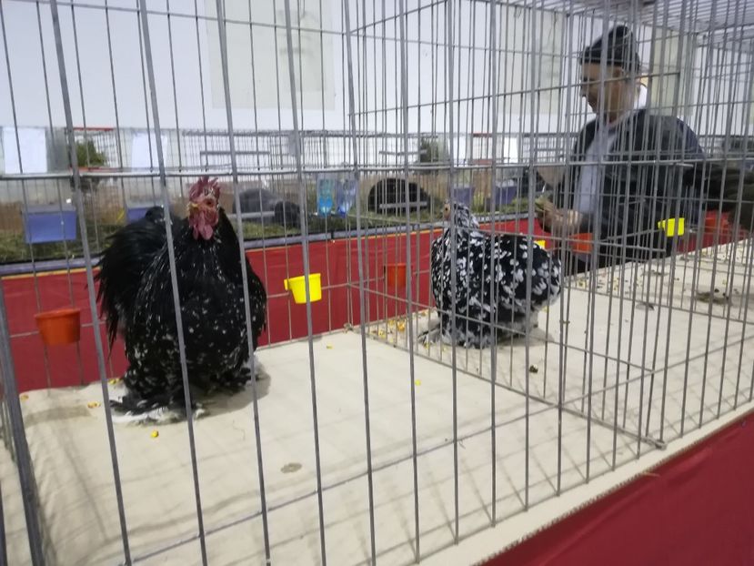  - Expozitie 2019 - 09 Februarie- Medias -Asociatia columbofila Tarnava-Mare