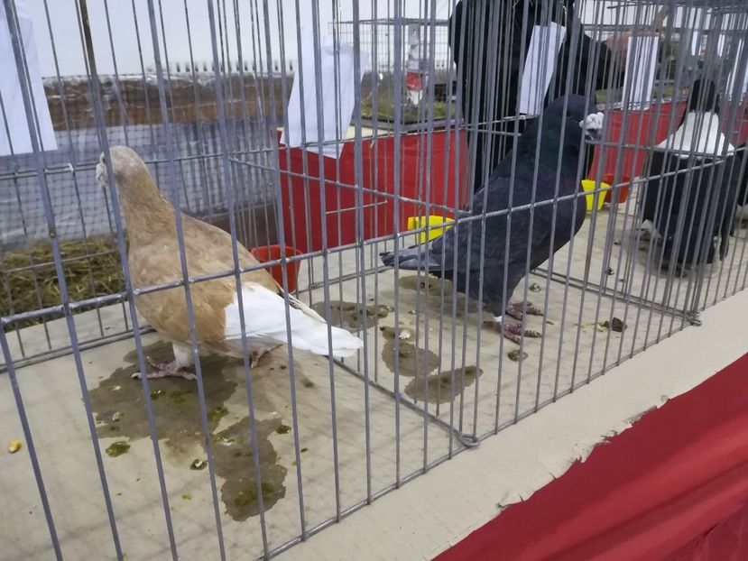  - Expozitie 2019 - 09 Februarie- Medias -Asociatia columbofila Tarnava-Mare
