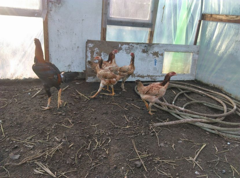  - Combatant malaez 2018-2019