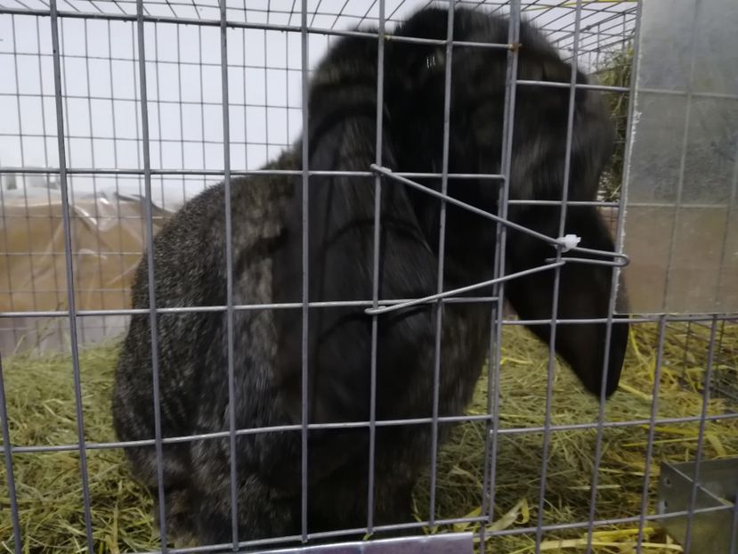  - Expozitie 2019 - 09 Februarie- Medias -Asociatia columbofila Tarnava-Mare