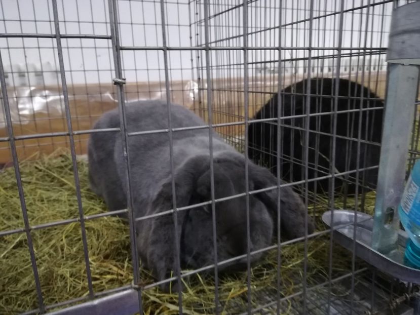  - Expozitie 2019 - 09 Februarie- Medias -Asociatia columbofila Tarnava-Mare