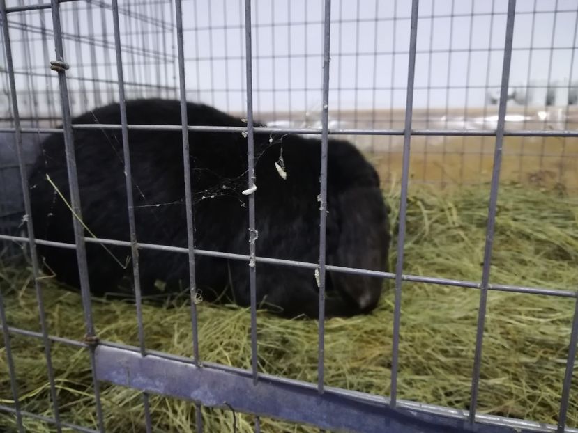  - Expozitie 2019 - 09 Februarie- Medias -Asociatia columbofila Tarnava-Mare