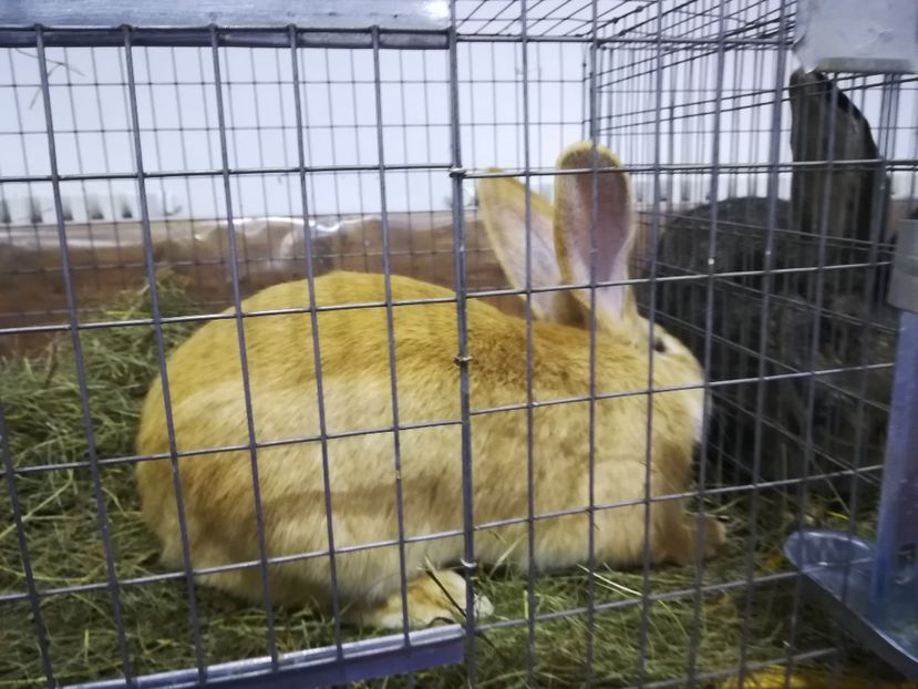  - Expozitie 2019 - 09 Februarie- Medias -Asociatia columbofila Tarnava-Mare