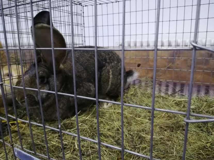  - Expozitie 2019 - 09 Februarie- Medias -Asociatia columbofila Tarnava-Mare