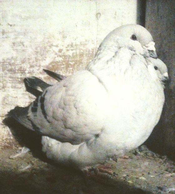  - - A - CRESCATOR POLIVALENT