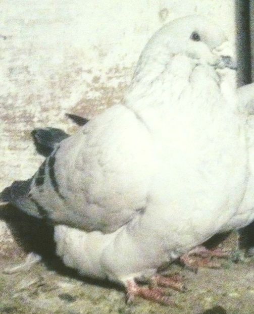  - - A - CRESCATOR POLIVALENT