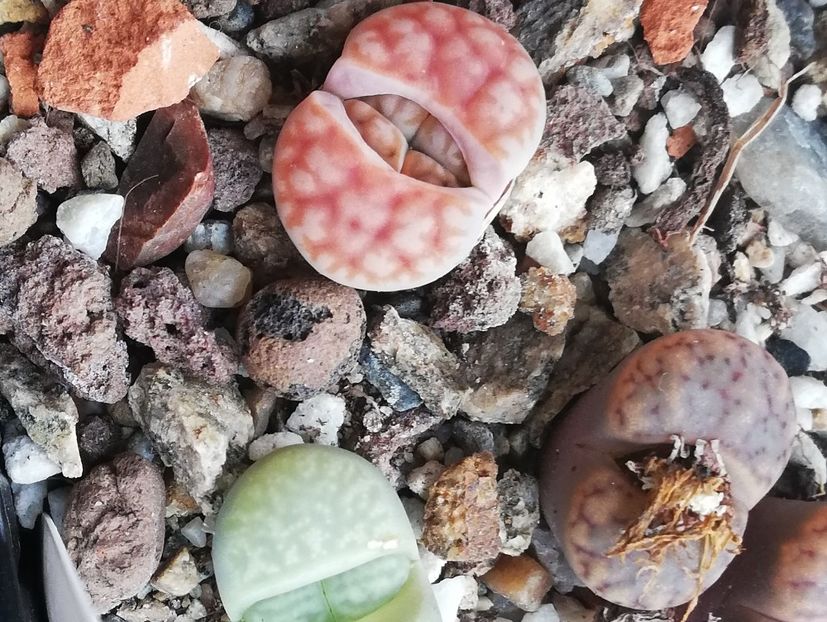  - Lithops