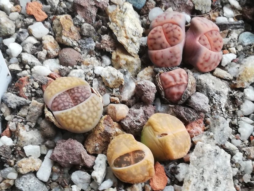  - Lithops