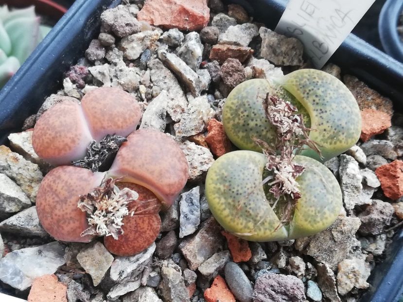  - Lithops