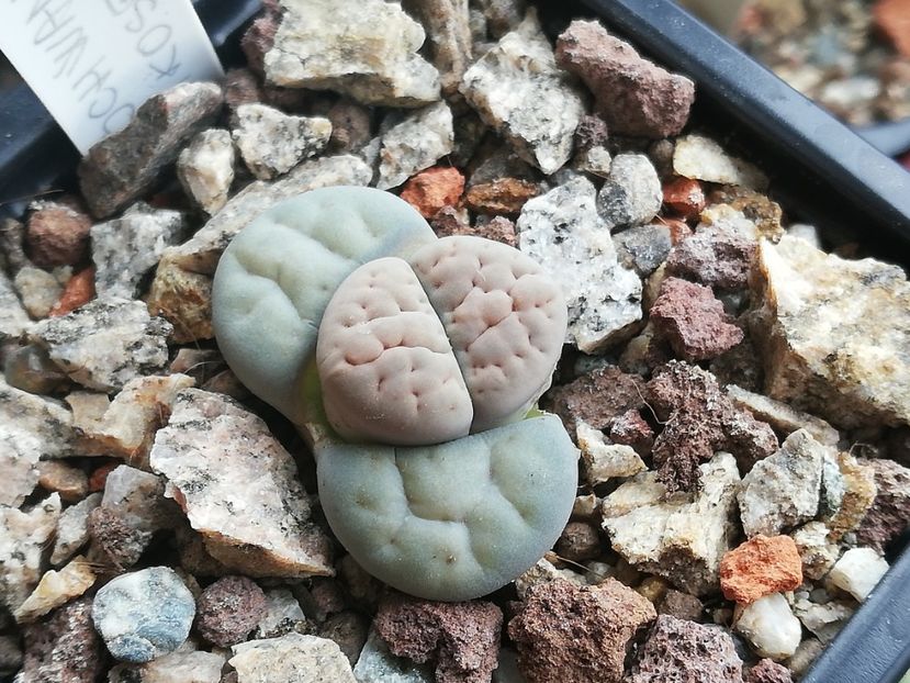  - Lithops