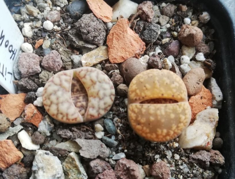  - Lithops