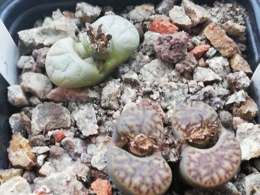  - Lithops