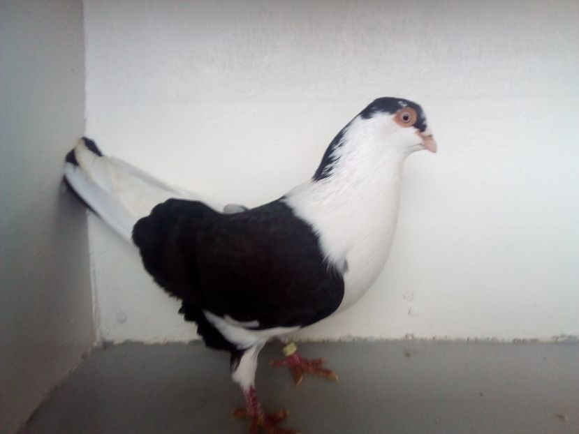  - PORUMBEI CARE MI AU APARTINUT