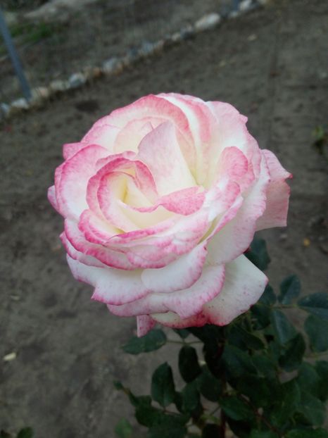  - Flori