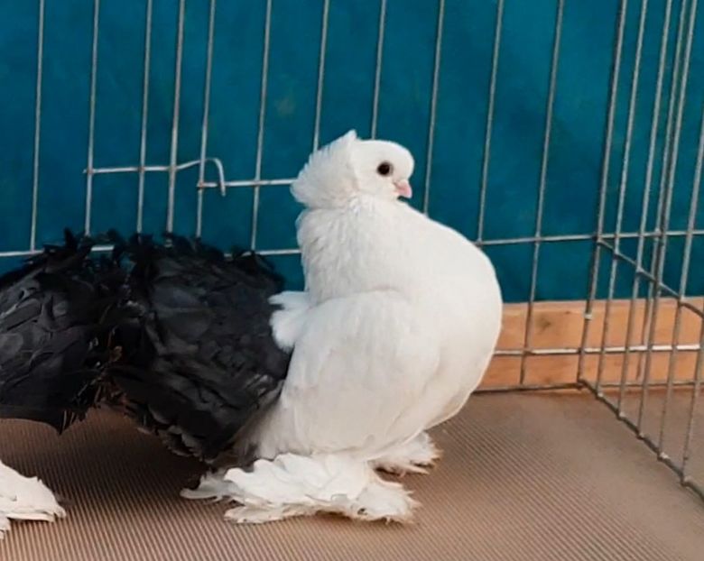 Grand Champion Russian pigeons Bulgaria & Romania  2019 - Campion România si Bulgaria 2019