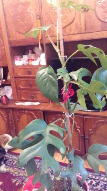 rhaphidophora tetrasperma - 003-1 Mostera