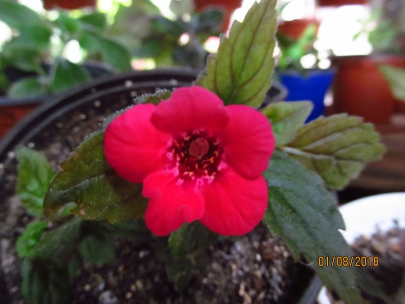  - ACHIMENES 2020 - VANZARI HIBRIZI