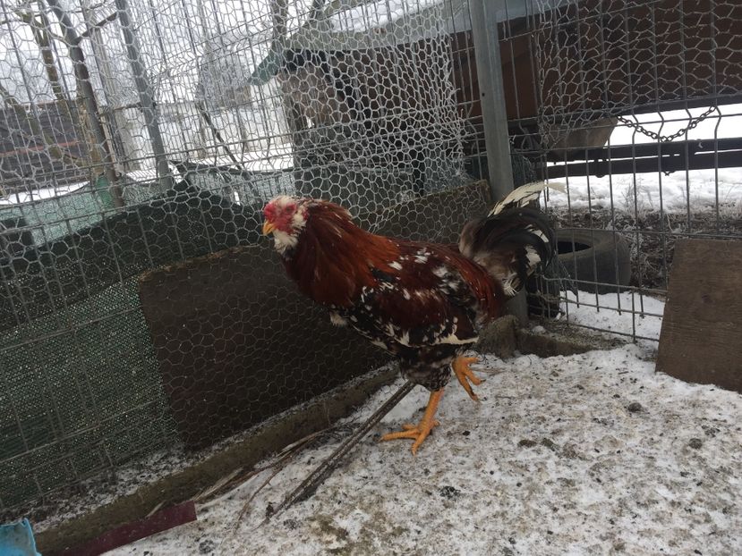 FE5A485C-D247-4C4E-83C4-296ADEBC84FC - Găini orloff 2019