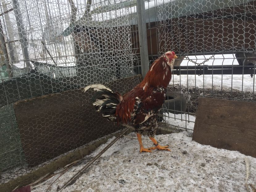 470516ED-FD78-491D-BF46-23676D3E04DB - Găini orloff 2019