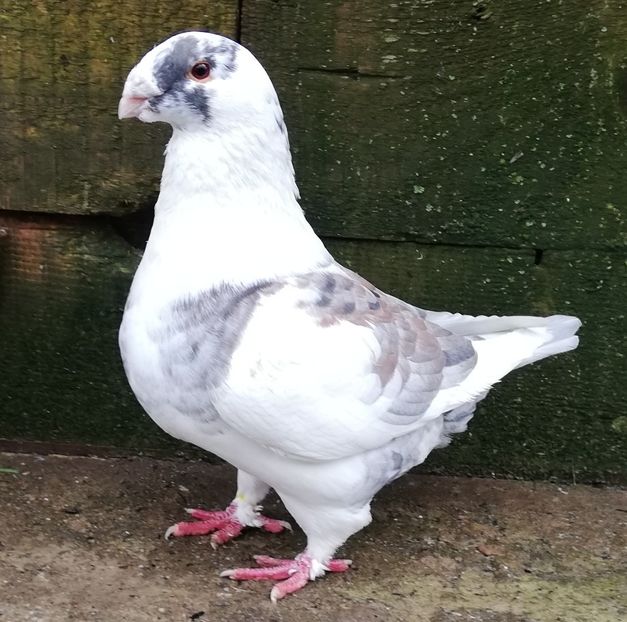 IMG-20190204-WA0000 - Masc AGH matcă 2019