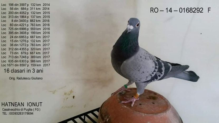 F.  per. 20 - A1 PERECHI MATCA pentru 2019