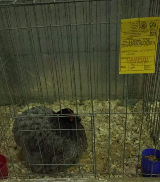 Campion Expo Breaza 2019 - Cochinchina pitic campioni