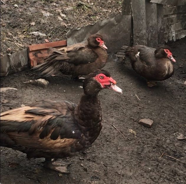 386D3977-AADD-4ECB-BB01-F43F9562600A - Familie lesesti ciocolatii 2019