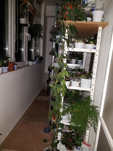 Thompsonii - Thomsonii