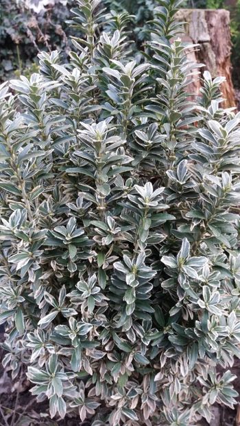 Euonymus - Gradina 2019