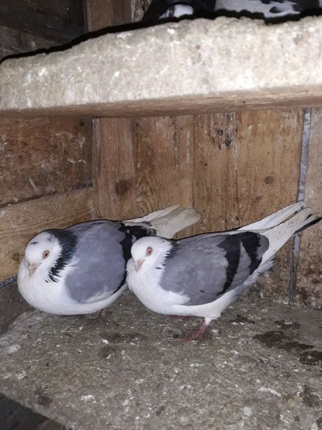  - Jucători 2019