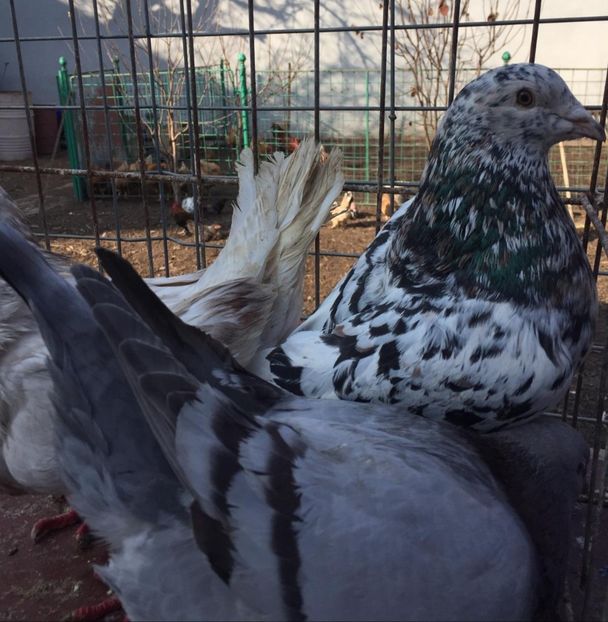  - 20 DE VANZARE TEXANI 7 BUC