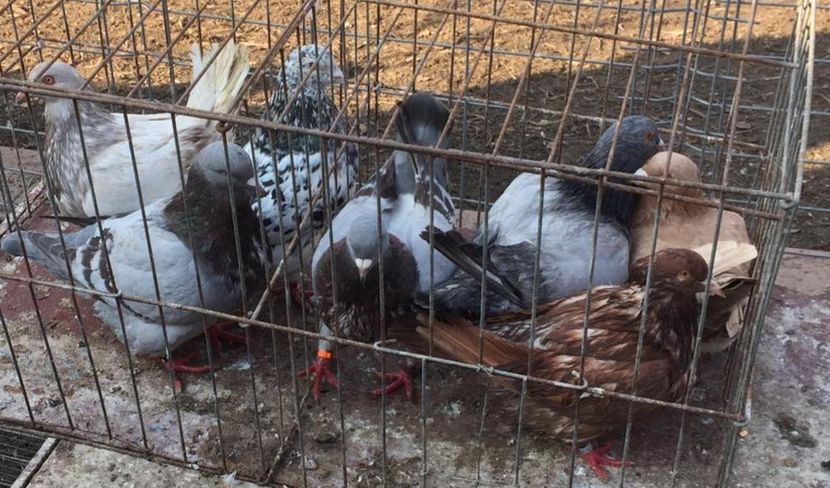  - 20 DE VANZARE TEXANI 7 BUC