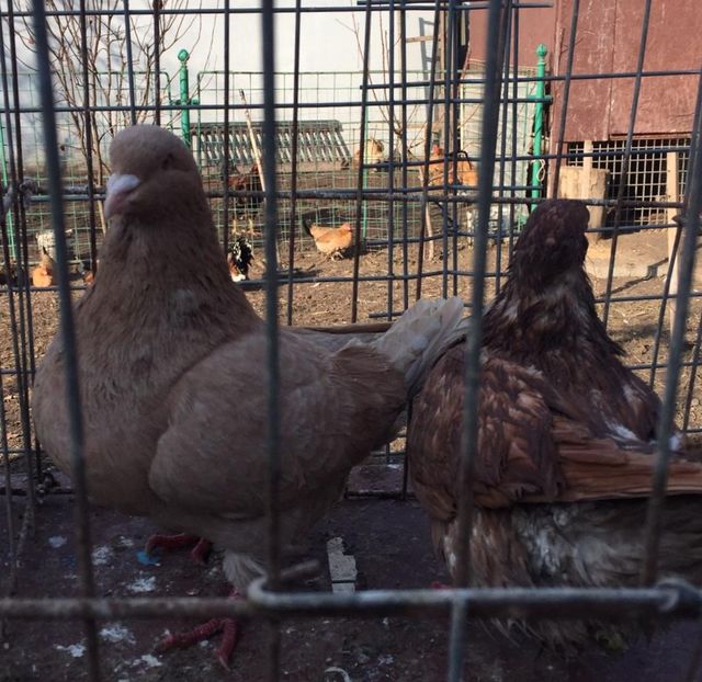  - 20 DE VANZARE TEXANI 7 BUC