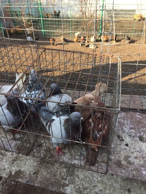 IMG-20190209-WA0019 - 20 DE VANZARE TEXANI 7 BUC