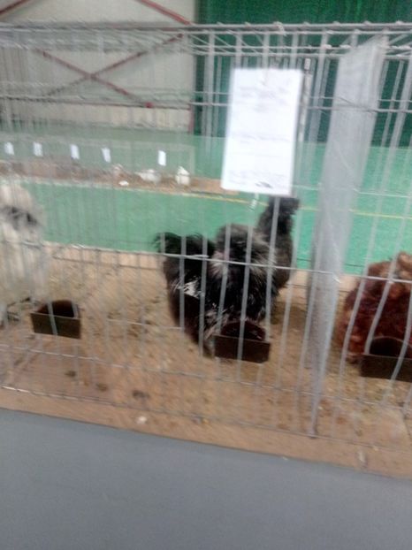  - Expoziție carei 2019