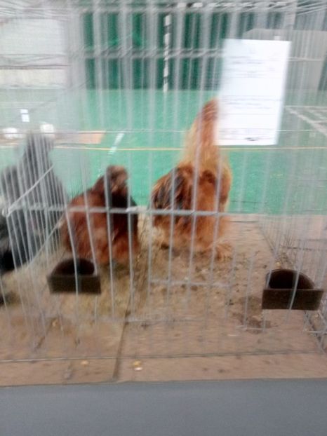  - Expoziție carei 2019