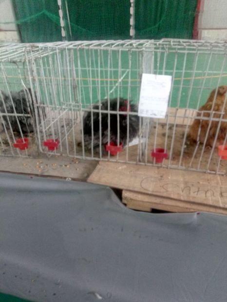  - Expoziție carei 2019