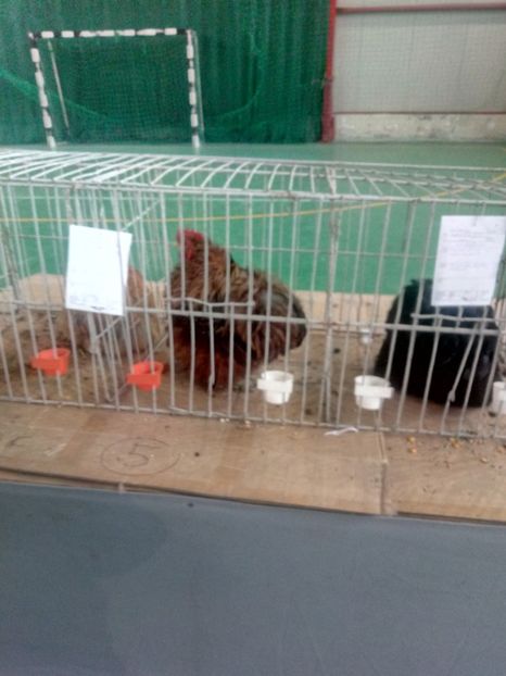  - Expoziție carei 2019