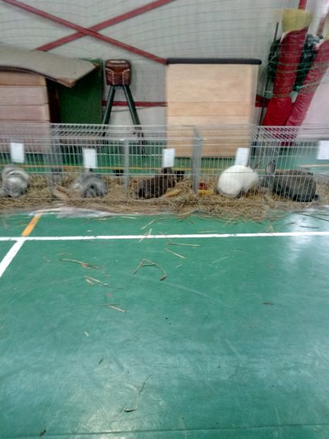  - Expoziție carei 2019