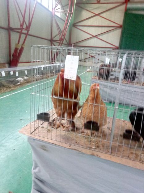  - Expoziție carei 2019