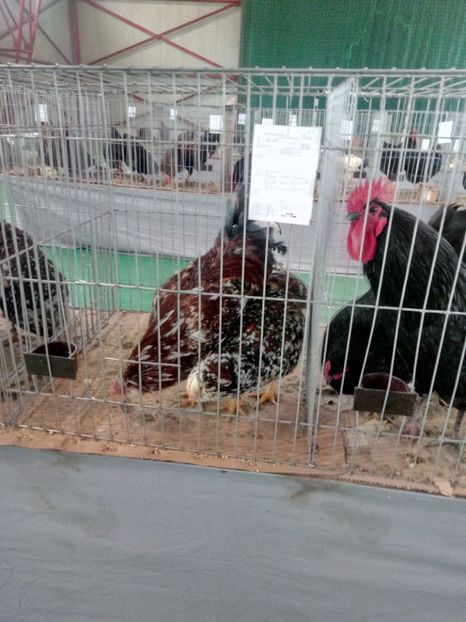  - Expoziție carei 2019