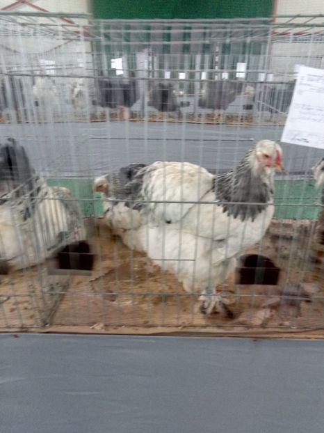  - Expoziție carei 2019