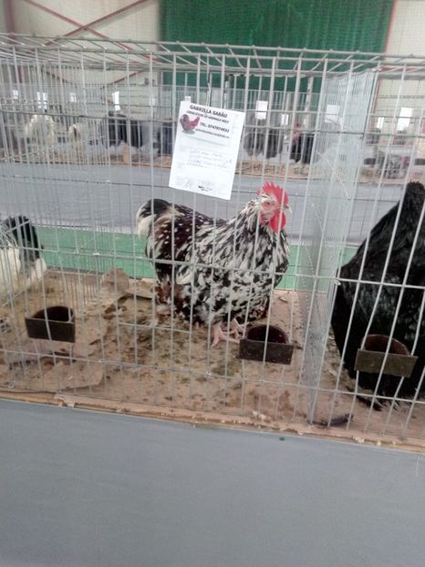  - Expoziție carei 2019