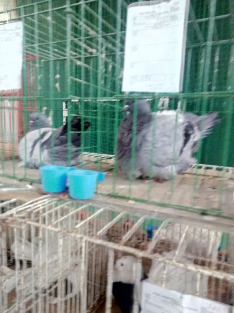  - Expoziție carei 2019