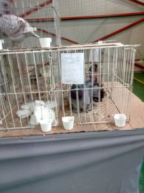  - Expoziție carei 2019