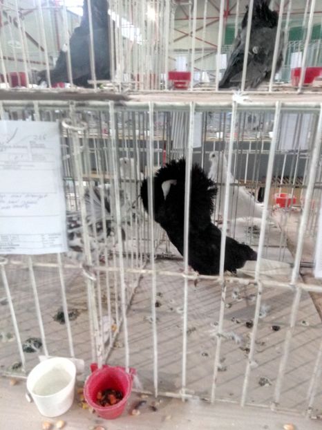  - Expoziție carei 2019